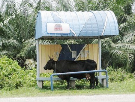 funny-bus-stop-for-cow