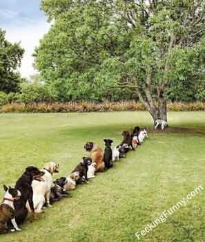dog-queue-for-pee-on-a-tree