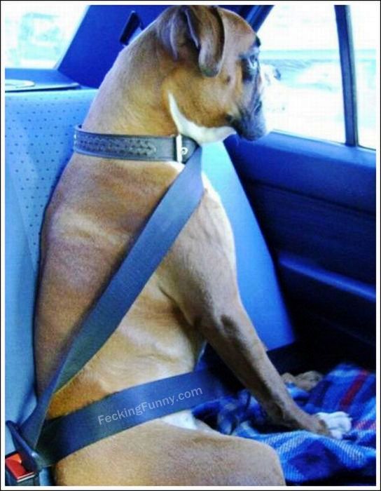 seatbelt-for-dog