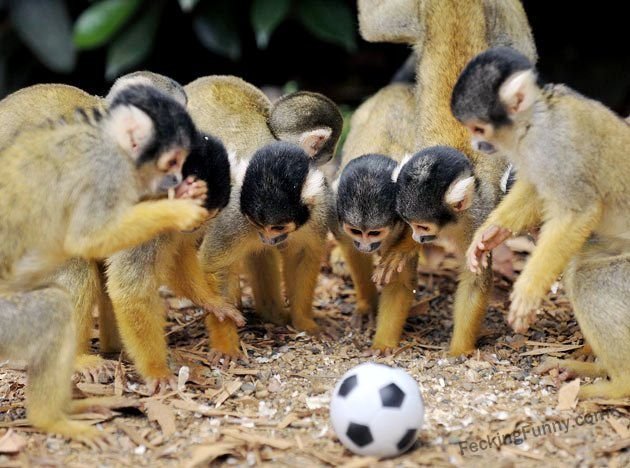even-monkey-like-football