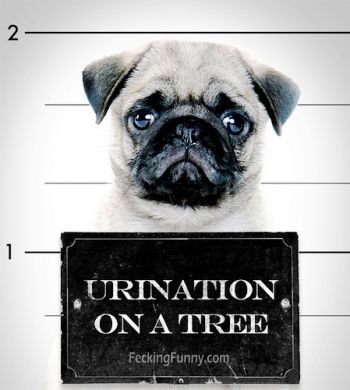 dog-arrested-for-urination-on-tree