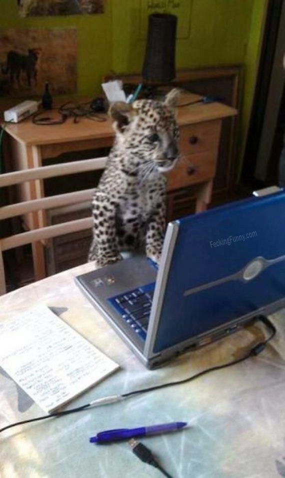cat-using-laptop