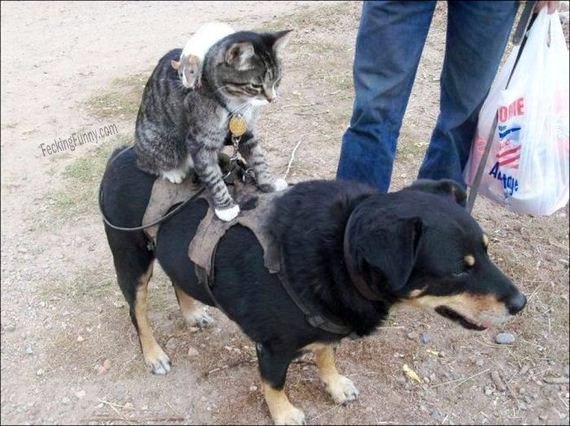 funny-cat-riding-dog