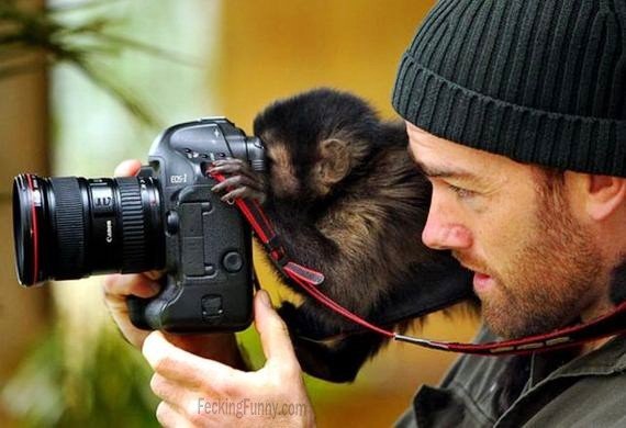 monkey-can-operate-camera