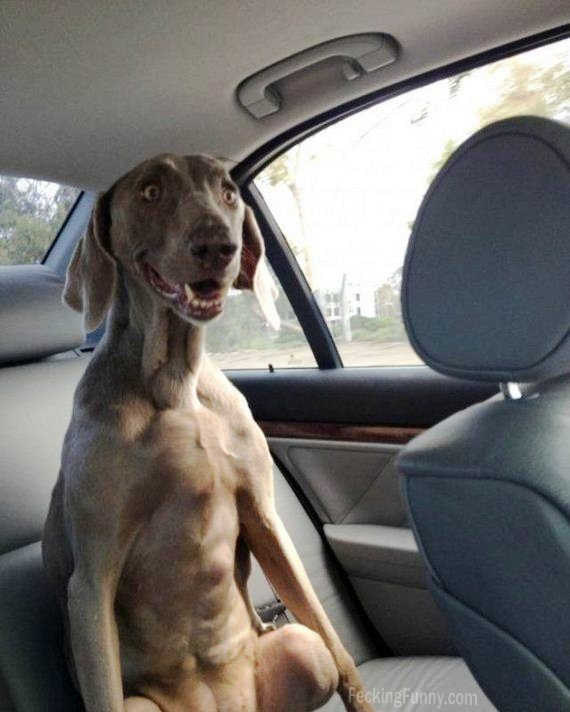 cool-dog-in-car