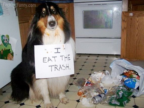 guilty-dog-eating-trash
