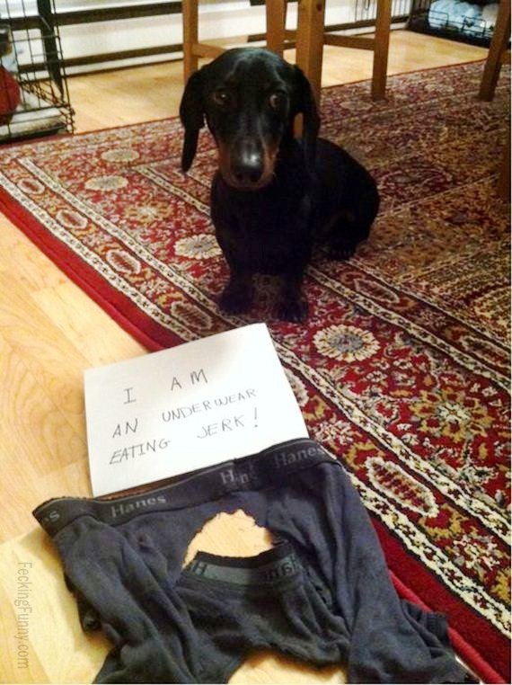 guilty-dog-eating-underwear