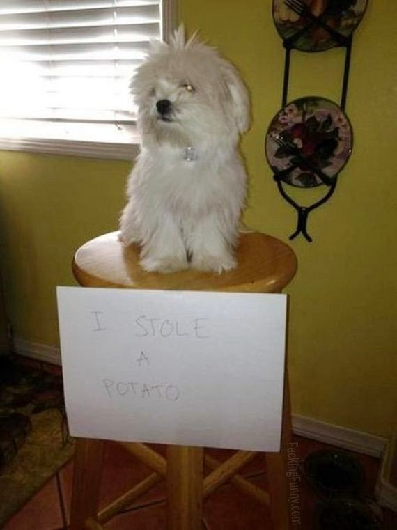guilty-dog-stealing-potato