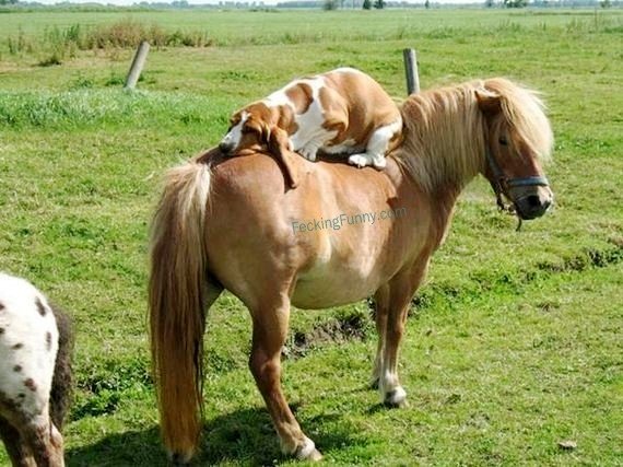 funny-dog-horse-riding