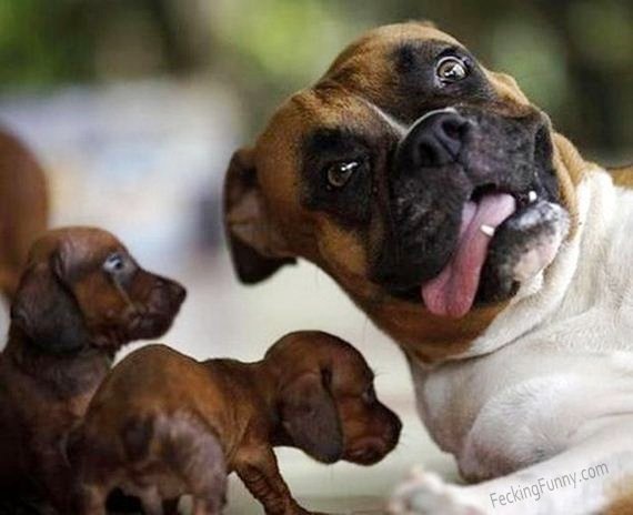 funny-dog-for-photo