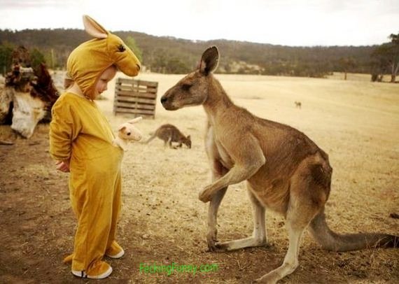 funny-kangaroo