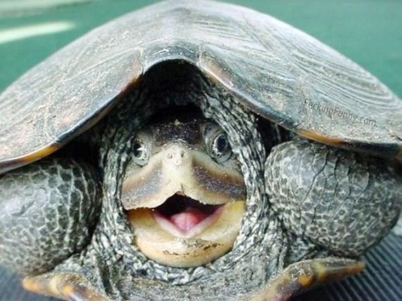 funny-turtle-showing head