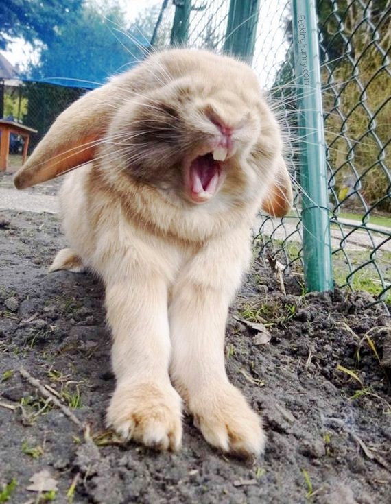 Angry rabbit