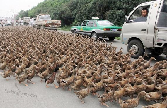 duck-crossing-road