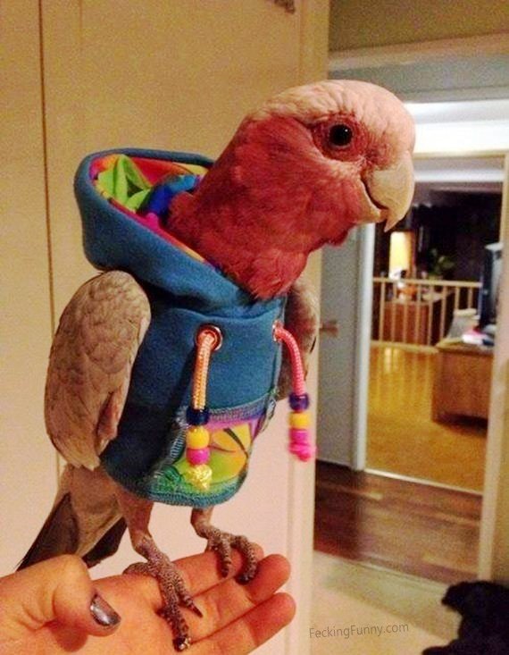 dressed-parrot