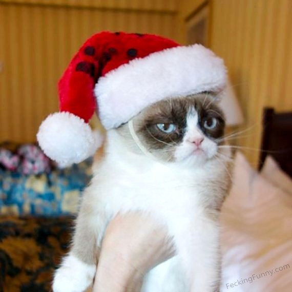 funny-christmas-cat