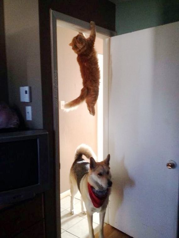 funny-dog-and-cat-hide-and-seek
