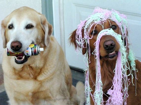 funny-dogs-party