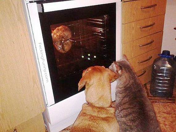 dog-cat-watching-oven