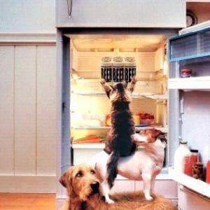 funny-dogs-team-work-to-get-beer-from-refrigerator