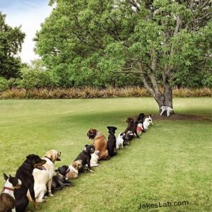 funny-dogs-queue-for-peeing-on-a-tree