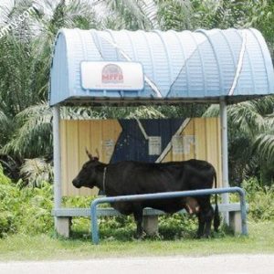 funny-bus-stop-for-cow