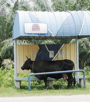 Bus stop for cow