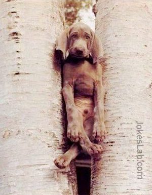 Funny dog trapped in trees