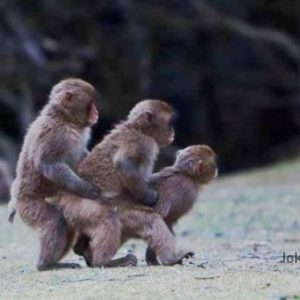 funny-gay-monkeys