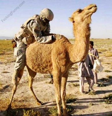 US-solider-in-Iraq-fucking-the-camel