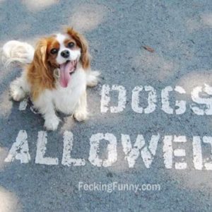 funny-dog-dogs-allowed