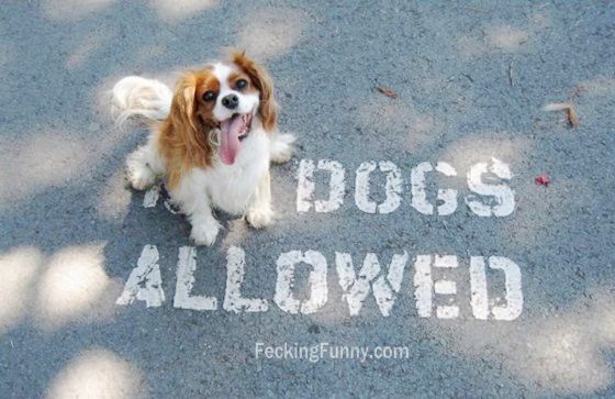 funny-dog-dogs-allowed