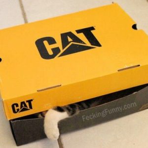 real-cat-not-caterpillar