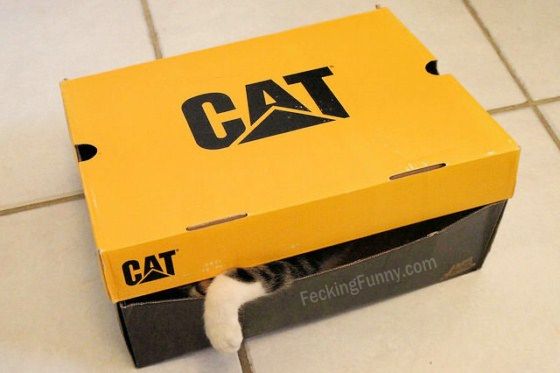 real-cat-not-caterpillar