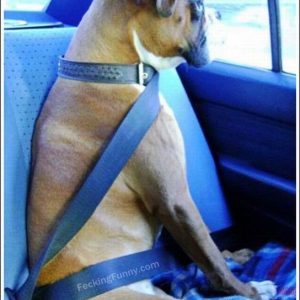 seatbelt-for-dog