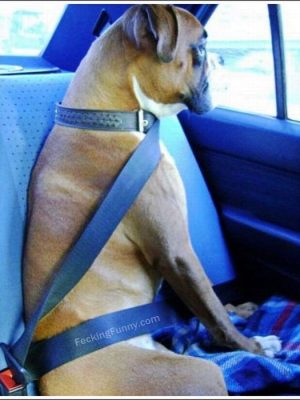 Seatbelt for dog