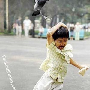 bird-attack-a-kid