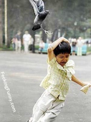 Funny bird attacking a child