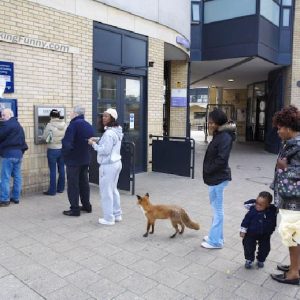 dog-knows-to-queue
