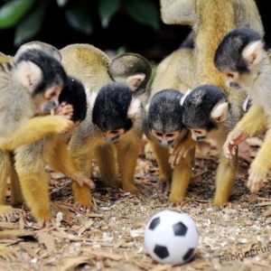 even-monkey-like-football