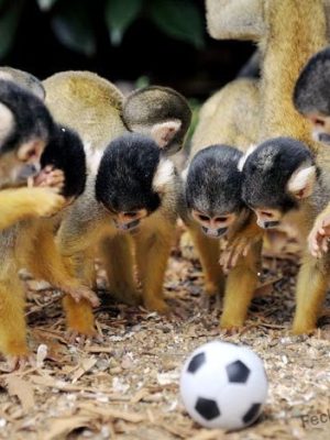 Monkey football fans