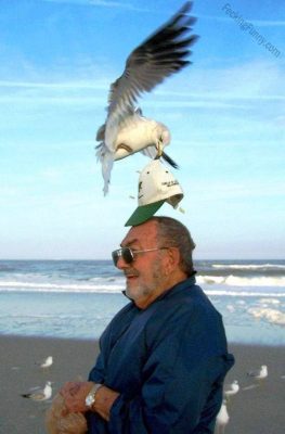 funny-bird-take-cap-in-beach