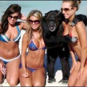 funny-gorilla-enjoying-the-breast