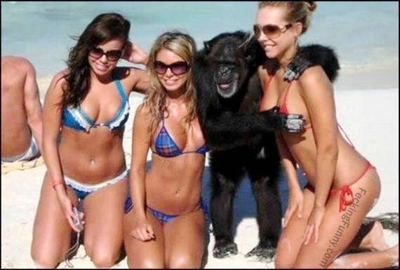 funny-gorilla-enjoying-the-breast
