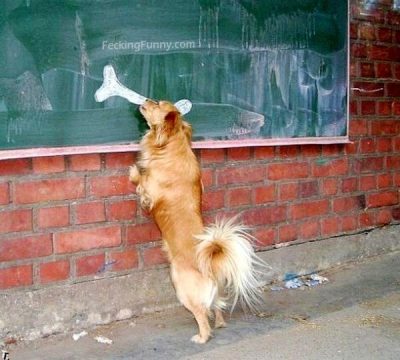 funny-dog-and-the-bone-on-blackboard