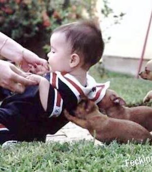 Funny dogs taking care of baby