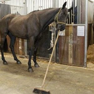 horse-cleaner