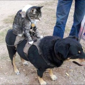 funny-cat-riding-dog