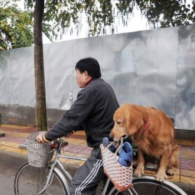funny-dog-taking-bag-on-bicycles