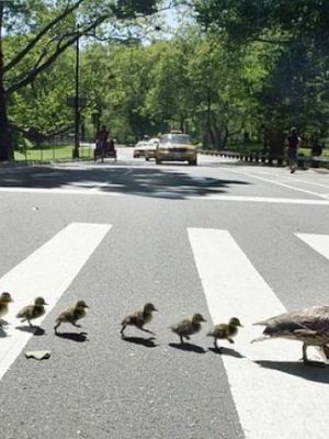 Ducks crossing road